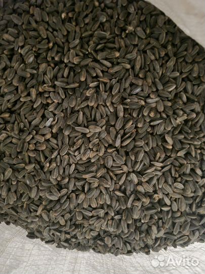 Семечка на корм