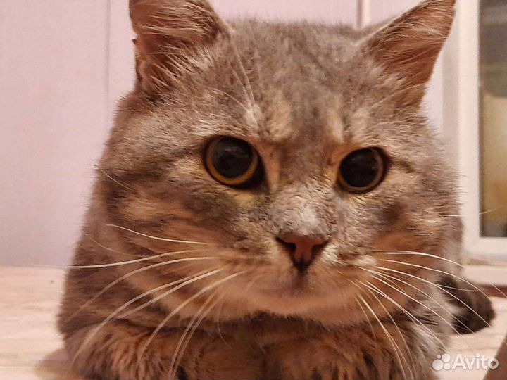 Шикарный шотландец Яша