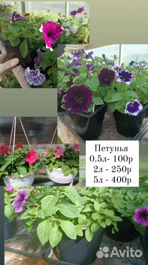 Цветы для сада и дома. Петунья, традесканция и др