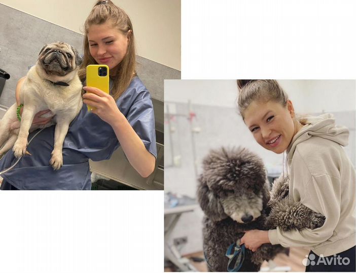 Груминг / Стрижка собак и кошек с выездом на дом