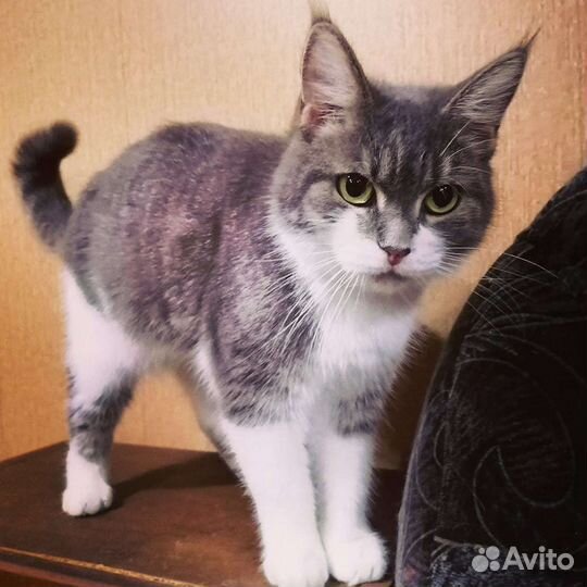 Кошечка Миссури