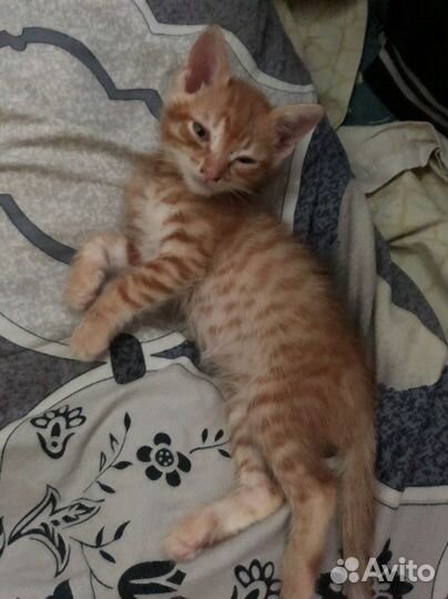 Котята в добрые руки,даром