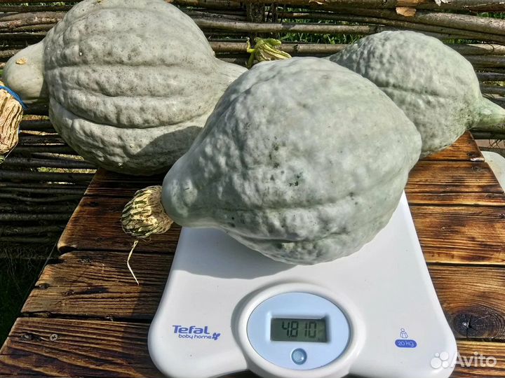 Семена. Тыква Хаббард Голубой (Вlue Hubbard)