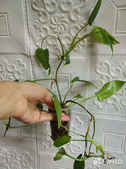 Филодендрон дракон