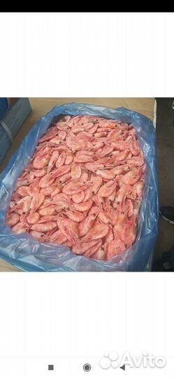 Креветки северные