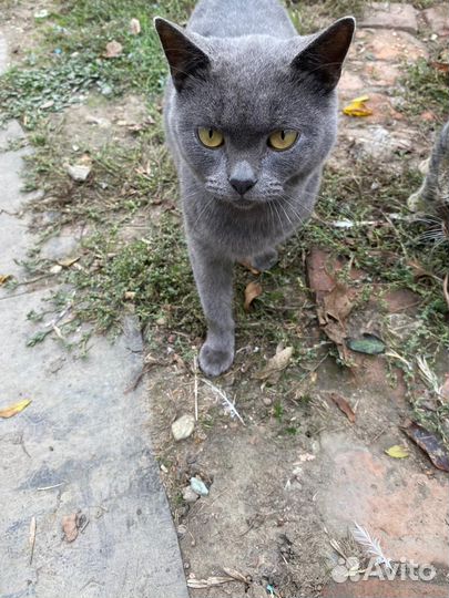 Кошки в добрые руки отдам бесплатно