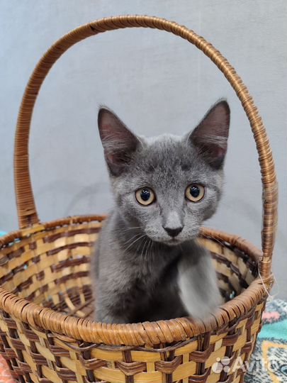 Котенок мальчик