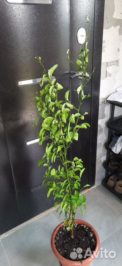 Лимон и мандарин