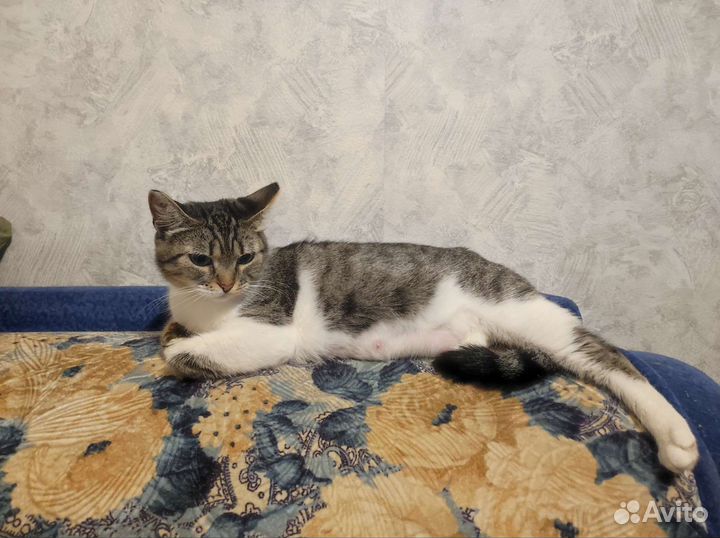 Кошка бесплатно