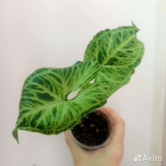 Сингониум Макрофиллум, Золотая Венеция, Пинк