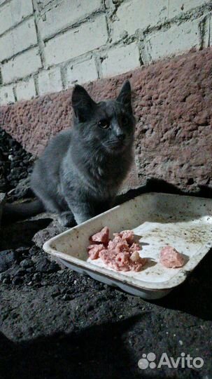 В добрые руки