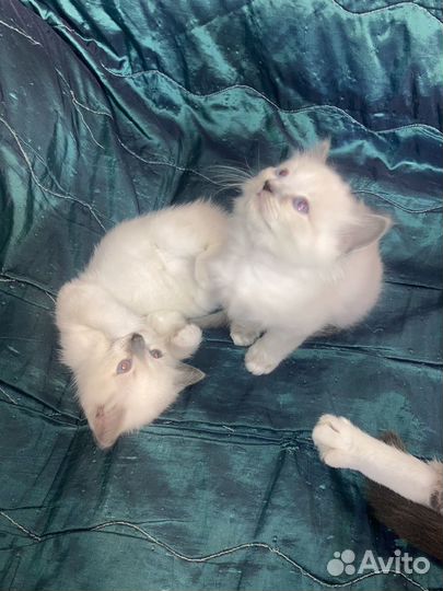 Тайские котята