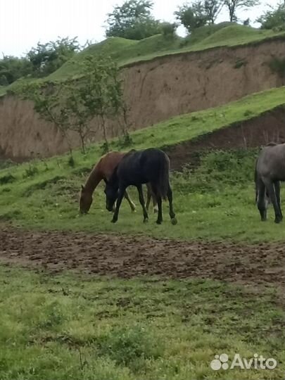 Лошадь жеребец