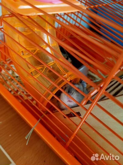 Джунгарские хомячки