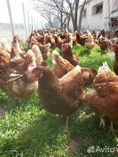 Молодняк Несушек Ломан Браун Гарантия Возраста