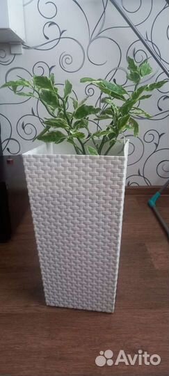 Педилантус