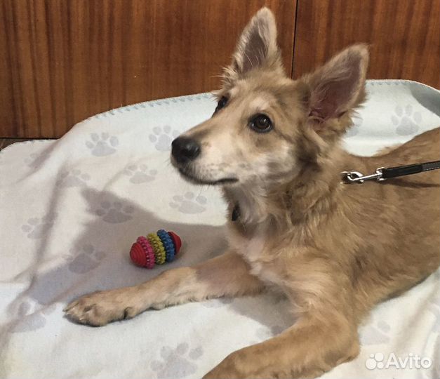 Привитая Элли - щенок-подросток, стерильная в дар