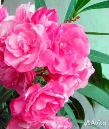 Олеандр кремовый,розовый, белый.Пилея пеперомио