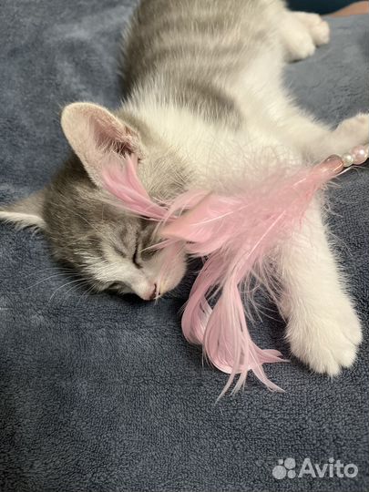 Котенок бесплатно