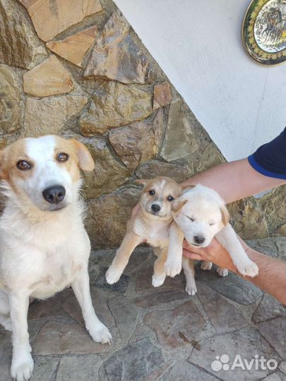 Собака в добрые руки отдам бесплатно