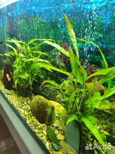 Аквариум с рыбками и оборудованием 250л