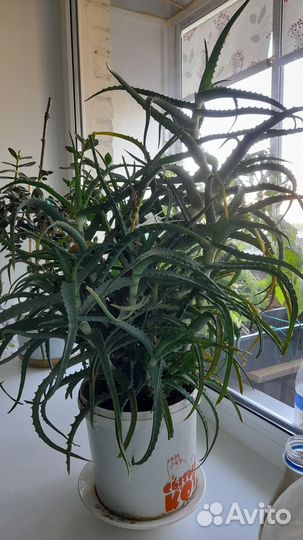 Алоэ лечебный