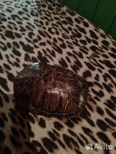 Красноухая черепаха большая