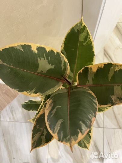 Фикус каучуконосный