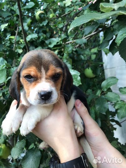 Щенки Бигль мальчики и девочки