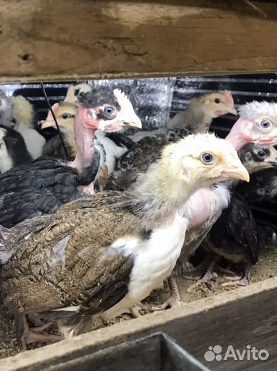Цыплята несушки