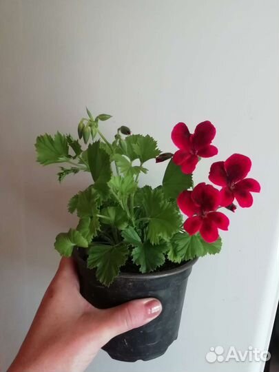 Пеларгония герань