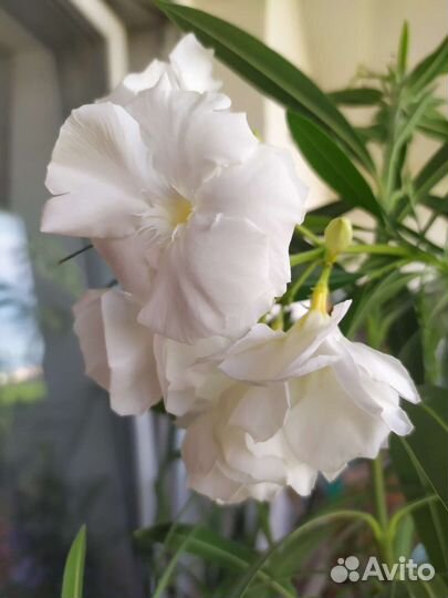 Олеандр белый махровый