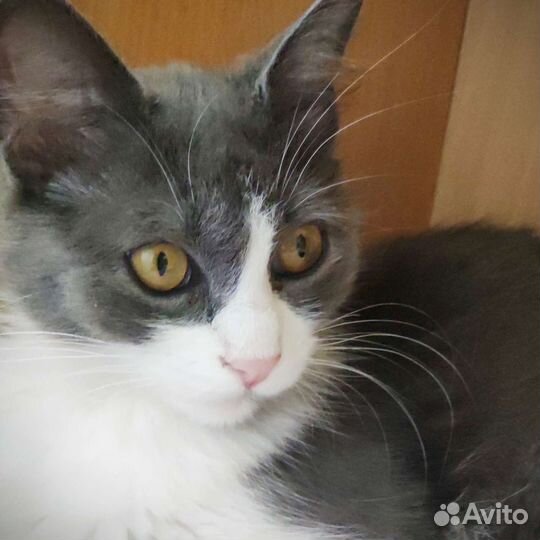 Кошка Дымка. Бесплатно в хорошие руки