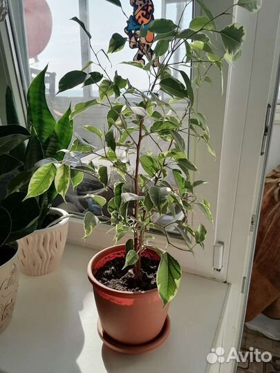 Фикус бенджамина