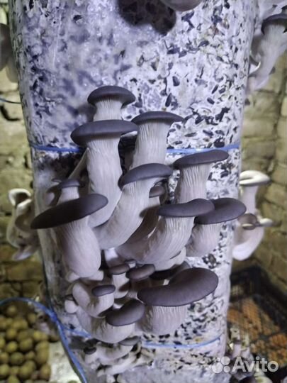 Мицелий вешенки зерновой