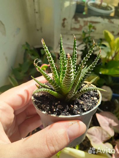 Хавортия жемчужная