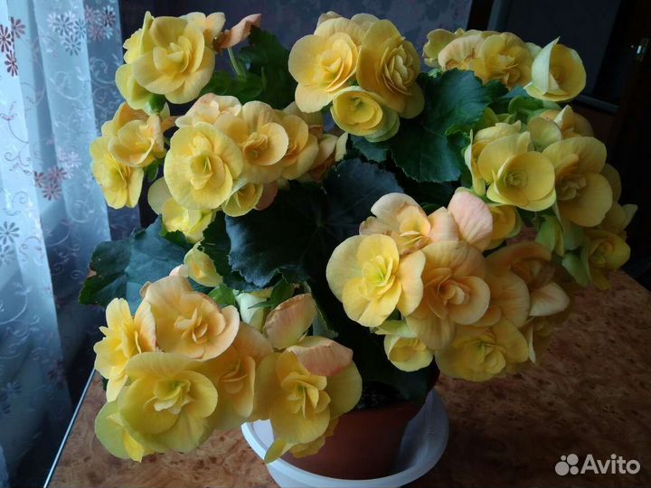 Бегония корневая