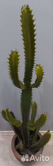 Искусственные растения