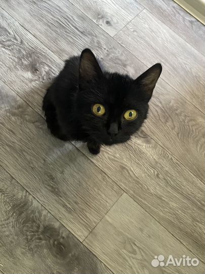 Кошка в дар бесплатно