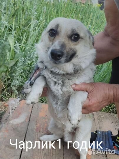 Собака в добрые руки отдам бесплатно