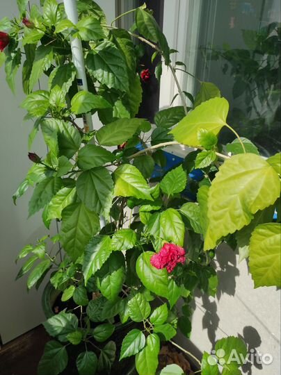 Гибискус китайская роза и абитулон