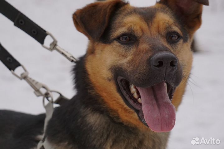 Собака в добрые руки