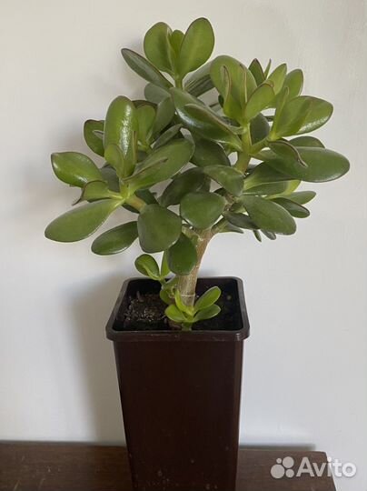 Толстянка(денежное дерево)