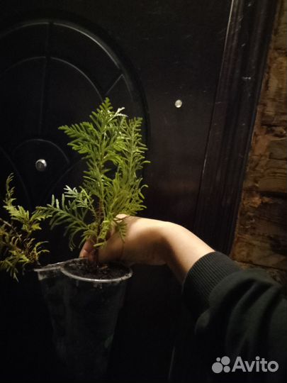 Туя смарагд