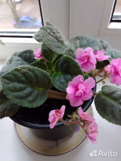 Фиалка в горшках