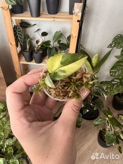 Рафидофора тетрасперма вариегатная