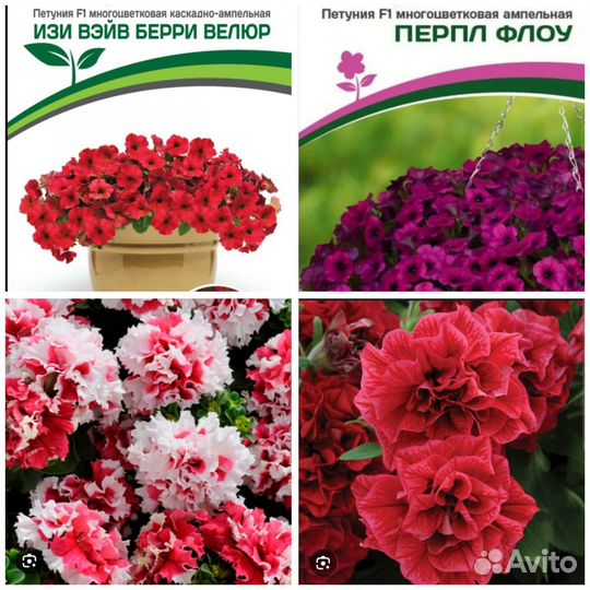 Петуния