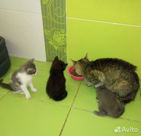 Котята в добрые руки