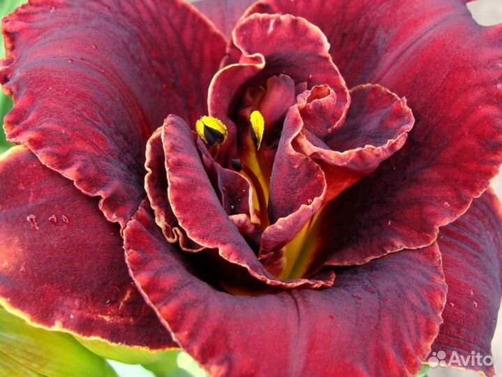 Лилейник, люпины, астры, агемона и другие растения