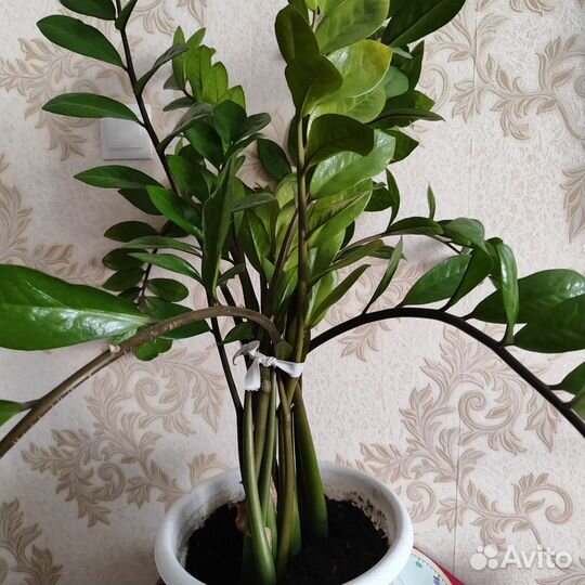 Фикус, замиокулькас